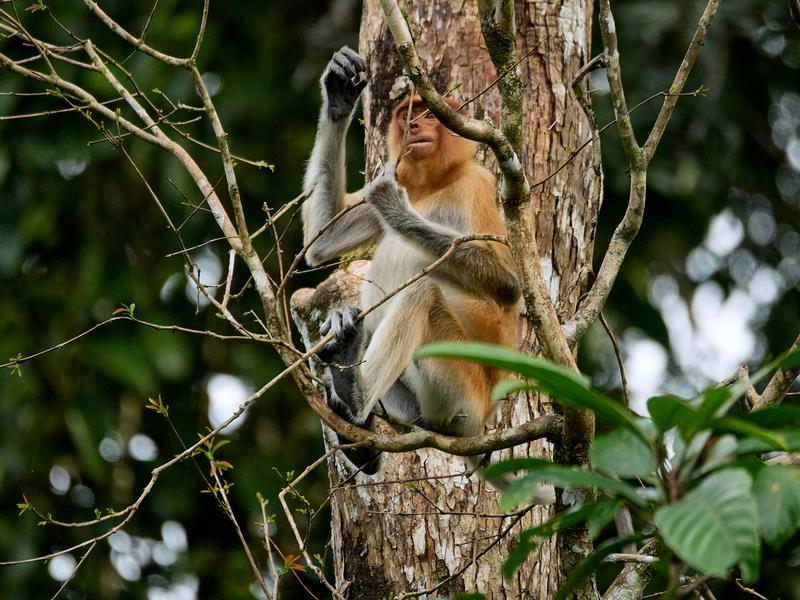 Female Proboscis Monkey, Kinabatangan river, Sabah, Malaysia