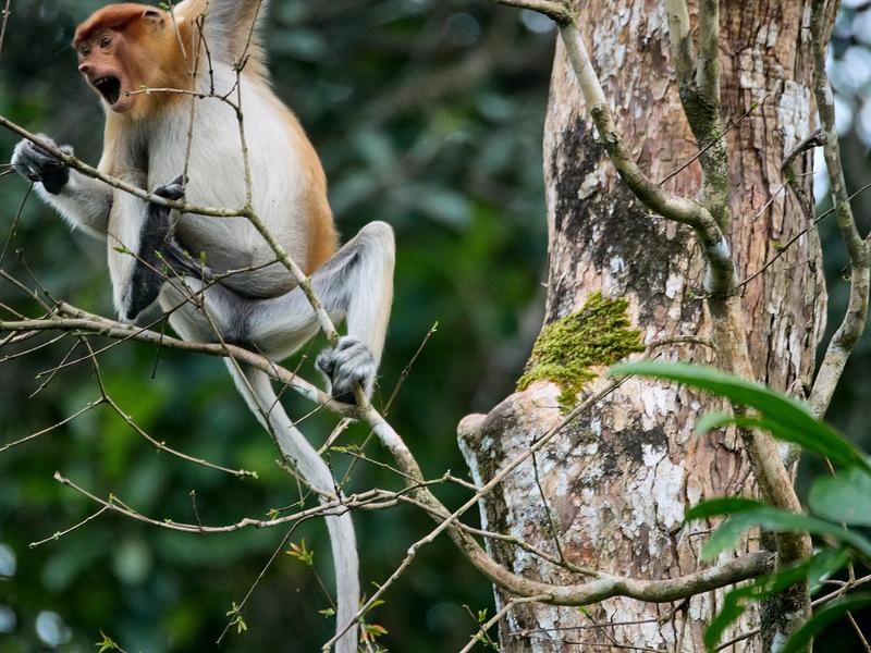 Female Proboscis Monkey, Kinabatangan river, Sabah, Malaysia