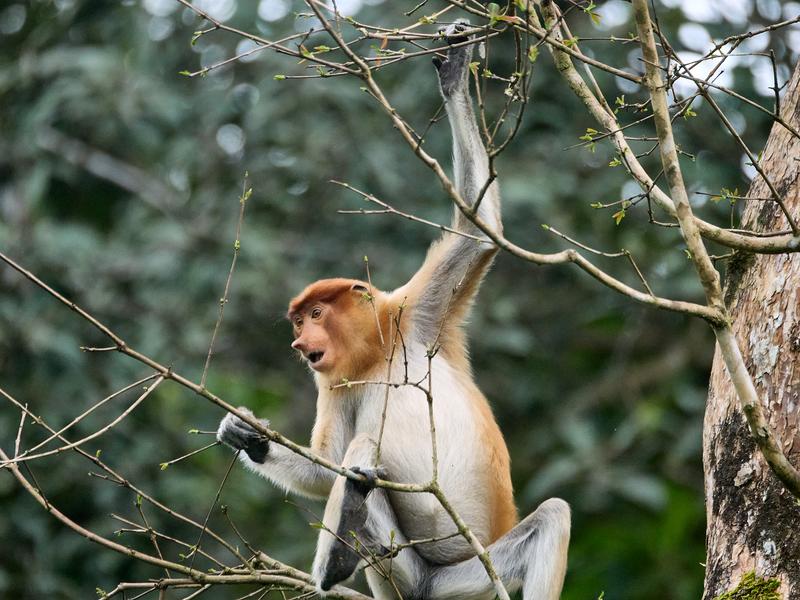 Female Proboscis Monkey, Kinabatangan river, Sabah, Malaysia