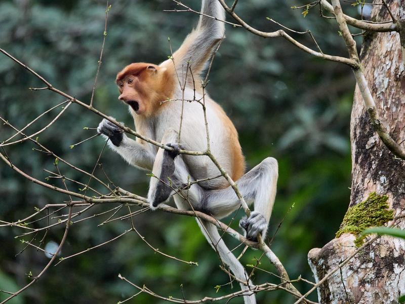 Female Proboscis Monkey, Kinabatangan river, Sabah, Malaysia