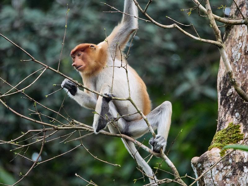 Female Proboscis Monkey, Kinabatangan river, Sabah, Malaysia