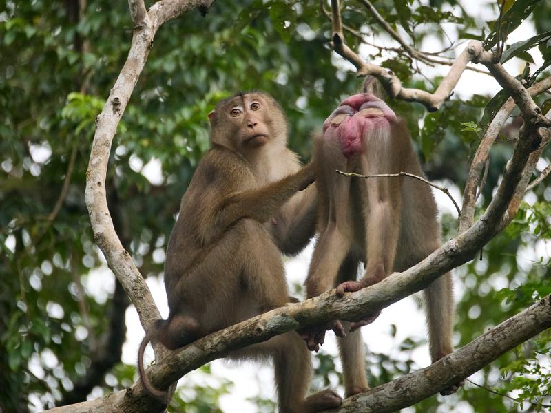 Macaque monkeys, Kinabatangan river, Sabah, Malaysia