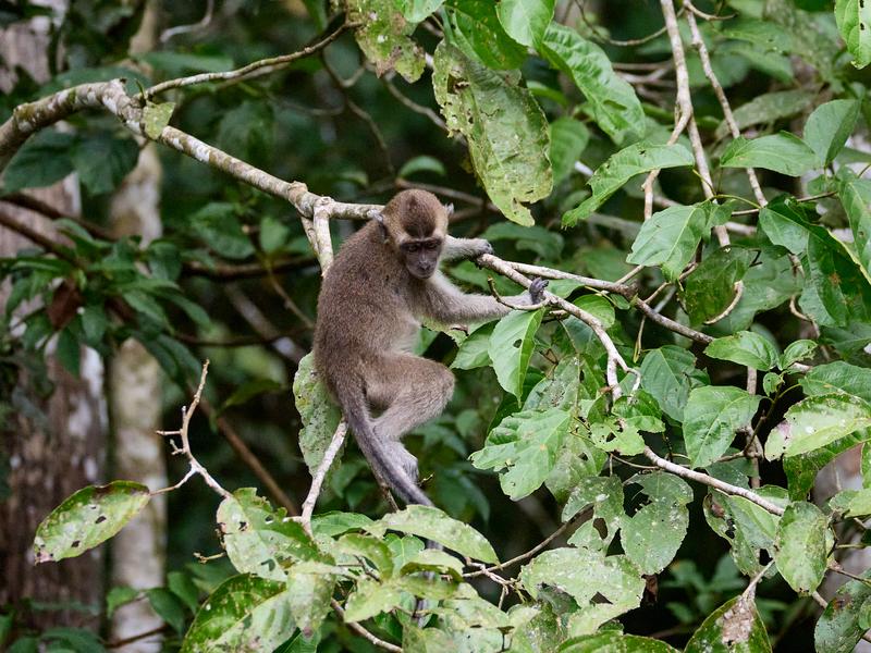 Long-tailed Macaque monkeys, Kinabatangan river, Sabah, Malaysia