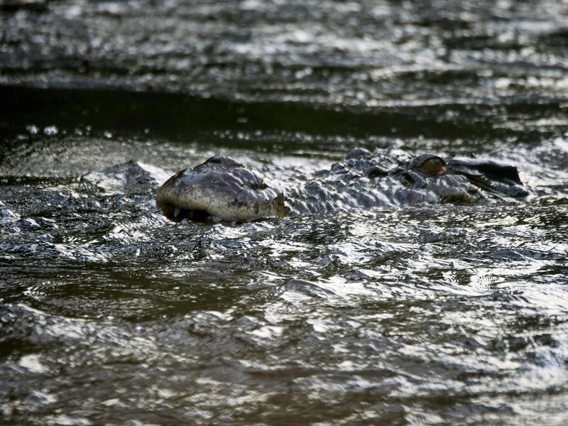 Crocodile, Kinabatangan river, Sabah, Malaysia