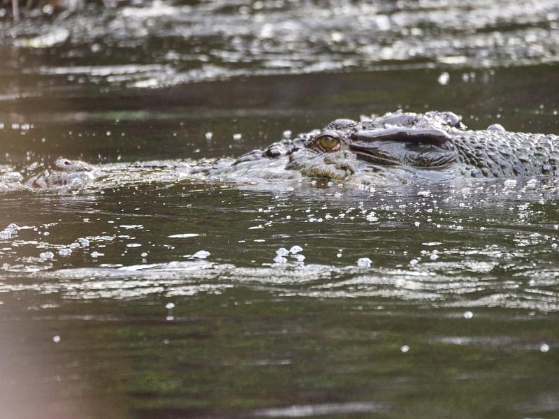 Crocodile, Kinabatangan river, Sabah, Malaysia