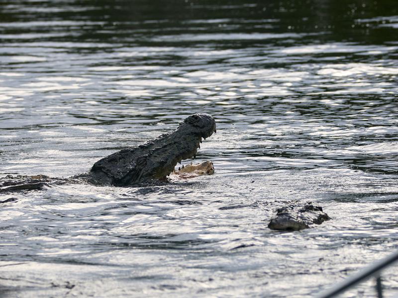 Crocodile, Kinabatangan river, Sabah, Malaysia