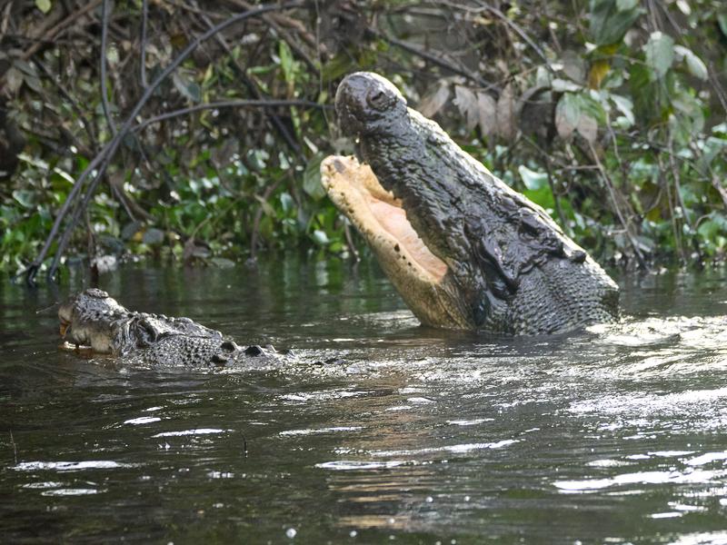 Crocodiles, Kinabatangan river, Sabah, Malaysia