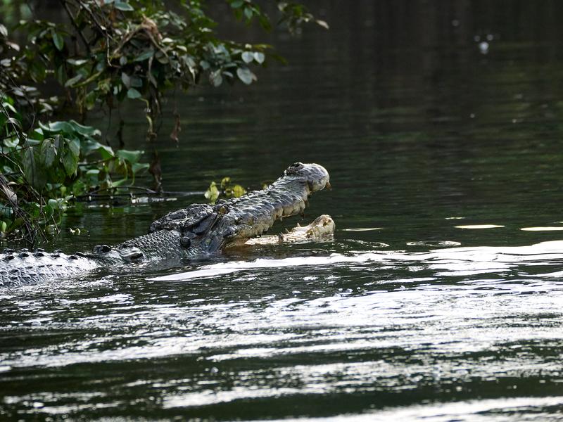 Crocodiles, Kinabatangan river, Sabah, Malaysia