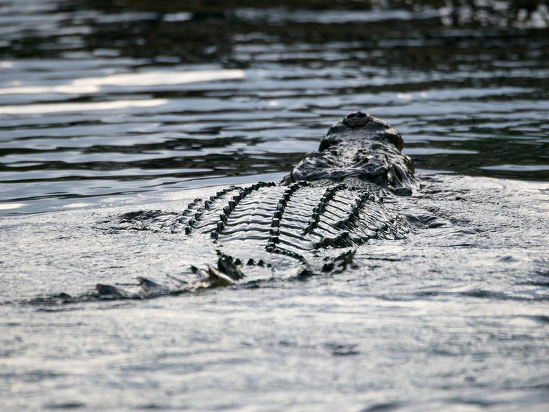 Crocodiles, Kinabatangan river, Sabah, Malaysia