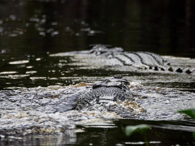 Crocodiles, Kinabatangan river, Sabah, Malaysia