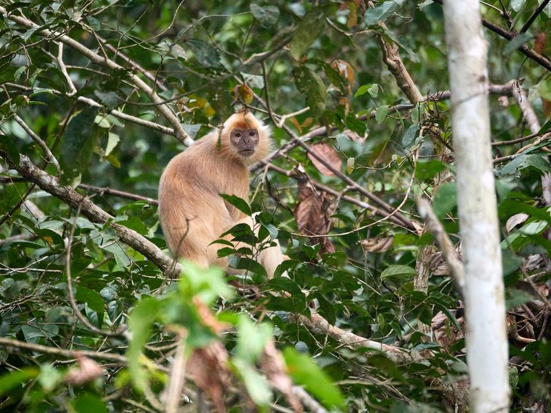 Maroon Leaf Monkey, Kinabatangan river, Sabah, Malaysia