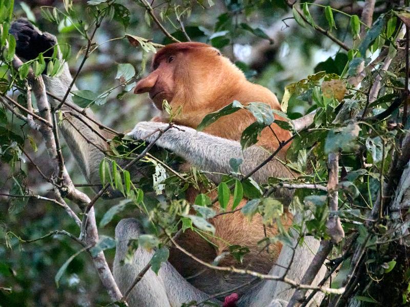 Male Proboscis Monkey, Kinabatangan river, Sabah, Malaysia