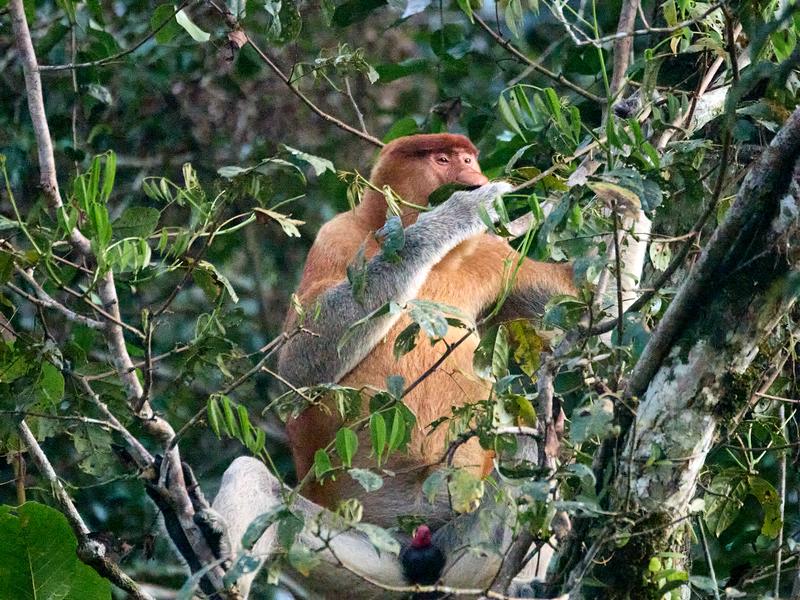 Male Proboscis Monkey, Kinabatangan river, Sabah, Malaysia