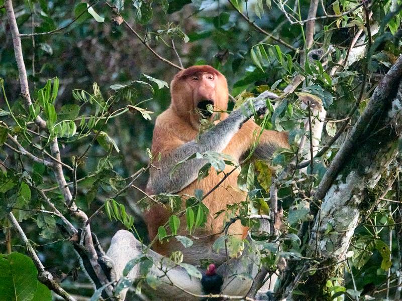 Male Proboscis Monkey, Kinabatangan river, Sabah, Malaysia