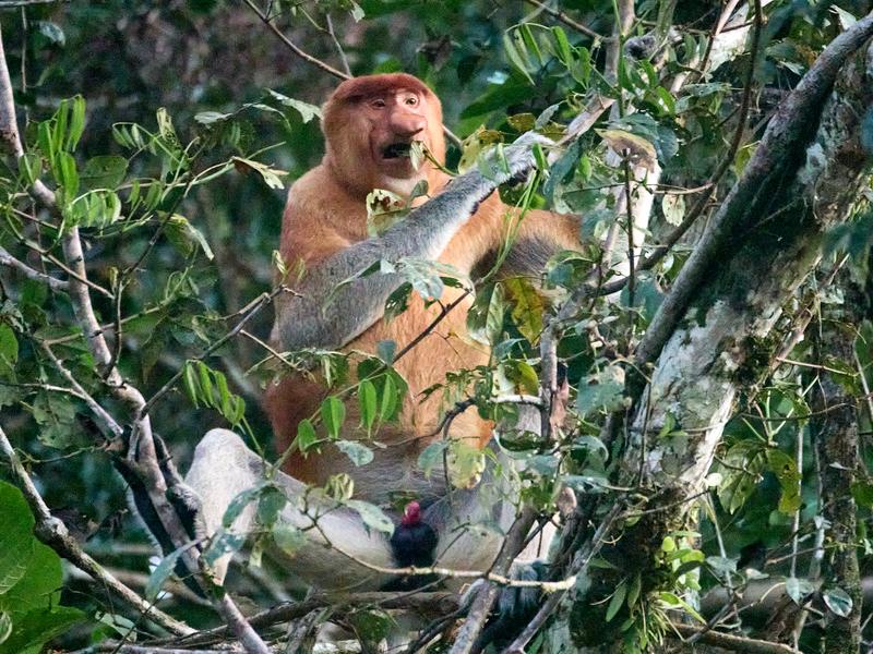 Male Proboscis Monkey, Kinabatangan river, Sabah, Malaysia