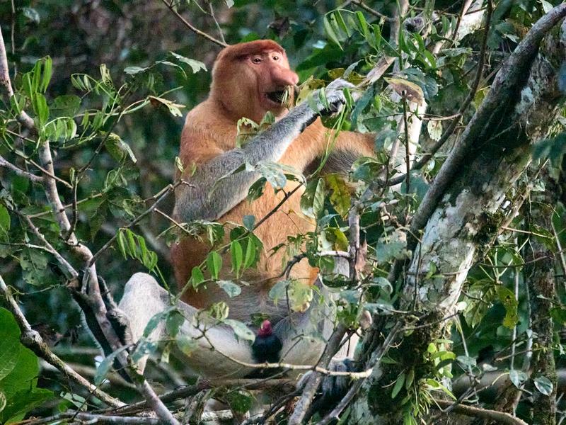 Male Proboscis Monkey, Kinabatangan river, Sabah, Malaysia