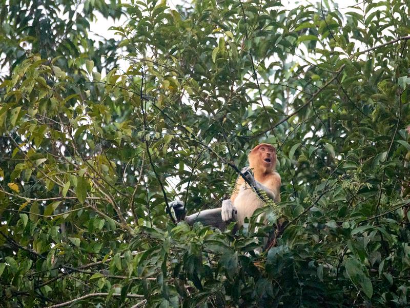 Female Proboscis Monkey, Kinabatangan river, Sabah, Malaysia