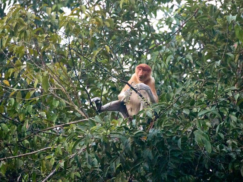Female Proboscis Monkey, Kinabatangan river, Sabah, Malaysia