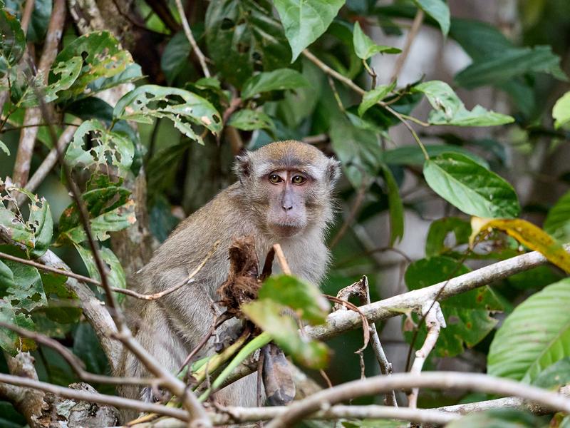 Long-tailed Macaque monkeys, Kinabatangan river, Sabah, Malaysia