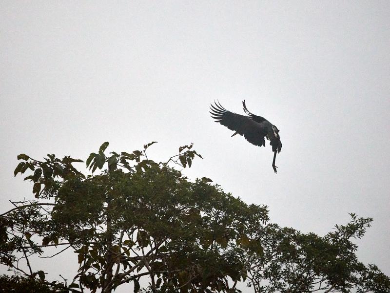 Purple Heron in flight, Kinabatangan river, Sabah, Malaysia