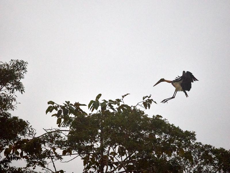 Purple Heron in flight, Kinabatangan river, Sabah, Malaysia