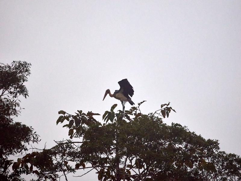 Purple Heron perched, Kinabatangan river, Sabah, Malaysia