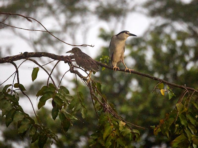 Rufous Night Herons perched, Kinabatangan river, Sabah, Malaysia