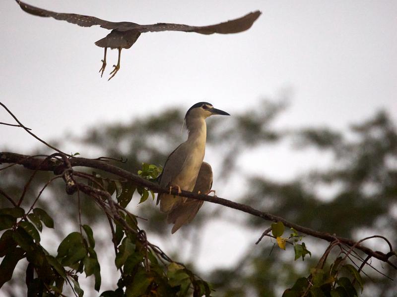 Rufous Night Herons, one in flight, one perched, Kinabatangan river, Sabah, Malaysia