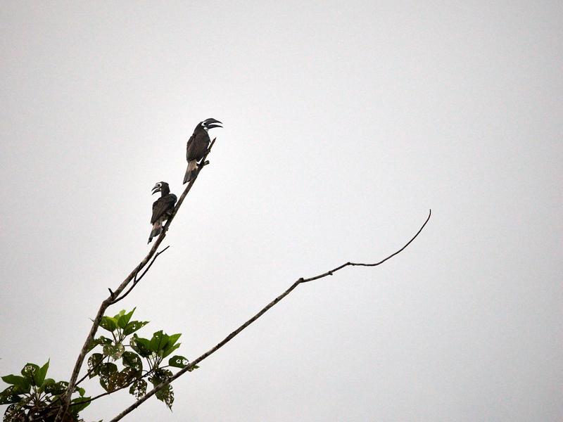 Bushy-crested Hornbills perched, Kinabatangan river, Sabah, Malaysia
