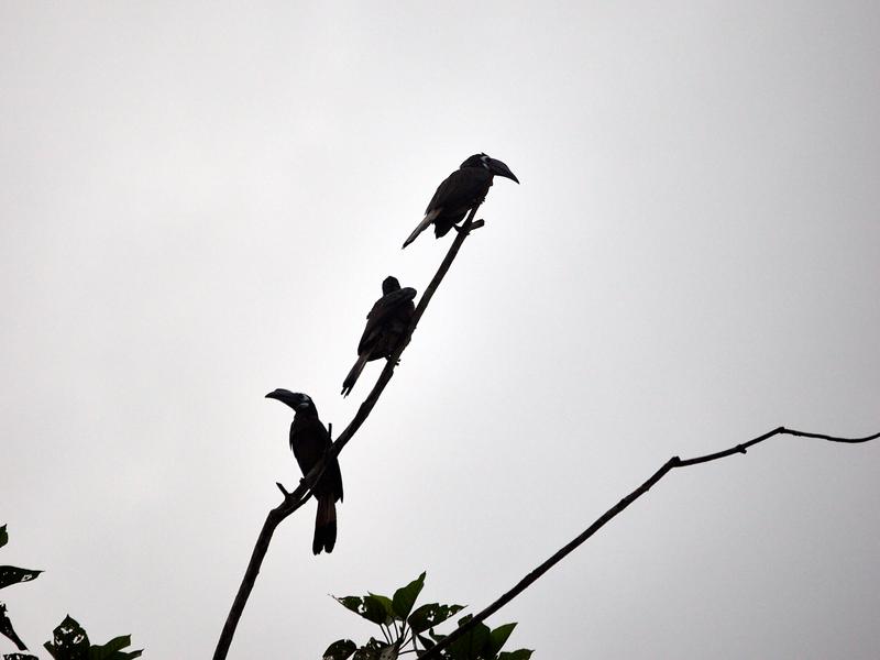 Bushy-crested Hornbills perched, Kinabatangan river, Sabah, Malaysia