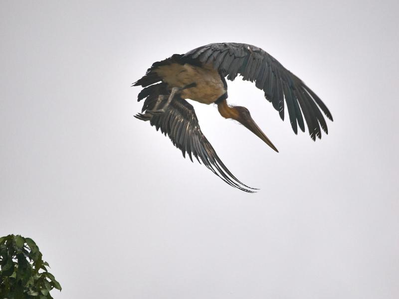 Greater adjutant in flight, Kinabatangan river, Sabah, Malaysia