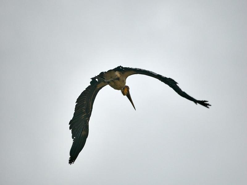 Greater adjutant in flight, Kinabatangan river, Sabah, Malaysia