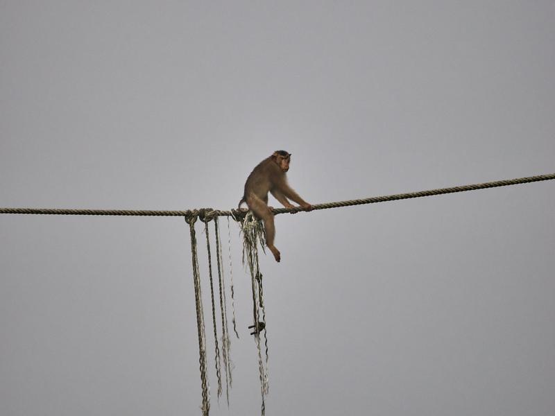 Pigtail macaque on a rope, Kinabatangan river, Sabah, Malaysia