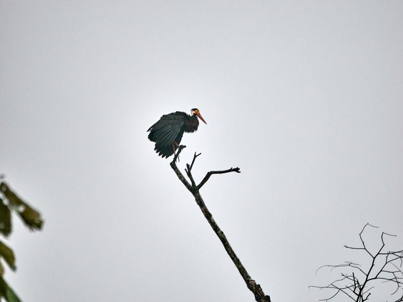 Storm's stork perched, Kinabatangan river, Sabah, Malaysia