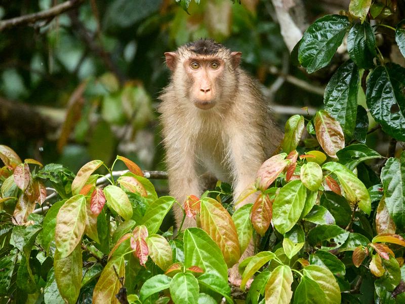 Pigtail macaque in a tree, Kinabatangan river, Sabah, Malaysia