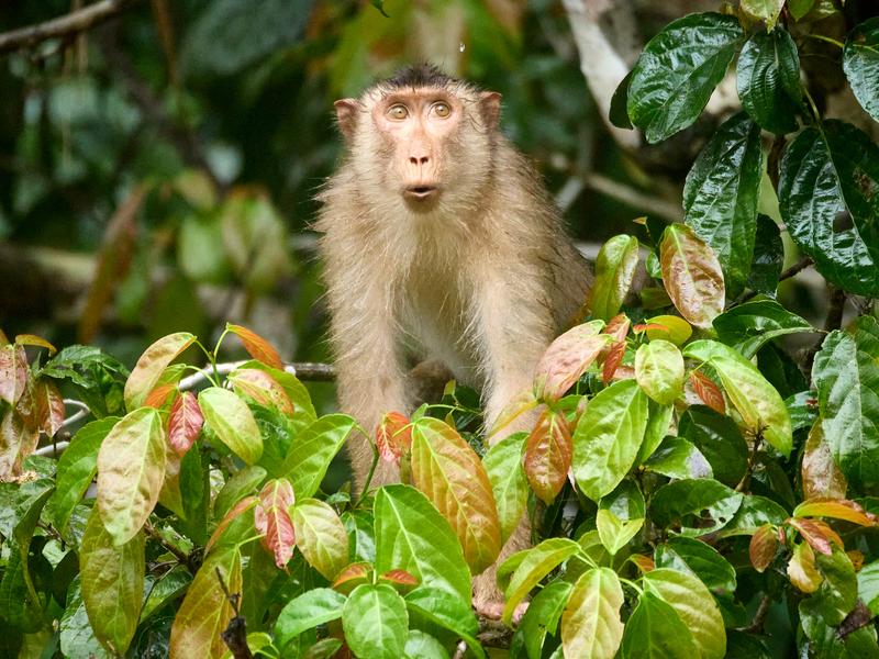 Pigtail macaque in a tree, Kinabatangan river, Sabah, Malaysia
