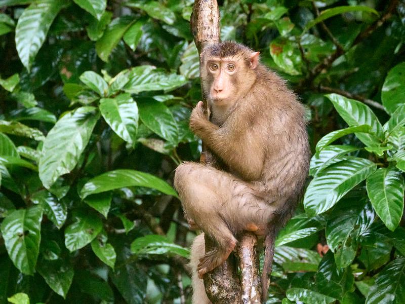 Pigtail macaque in a tree, Kinabatangan river, Sabah, Malaysia
