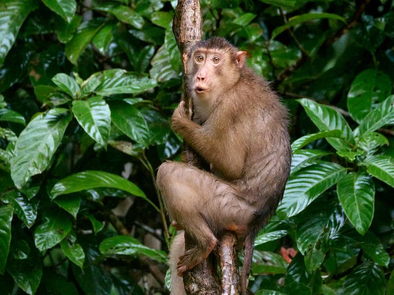 Pigtail macaque in a tree, Kinabatangan river, Sabah, Malaysia