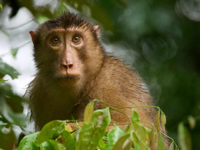 Pigtail macaque in a tree, Kinabatangan river, Sabah, Malaysia