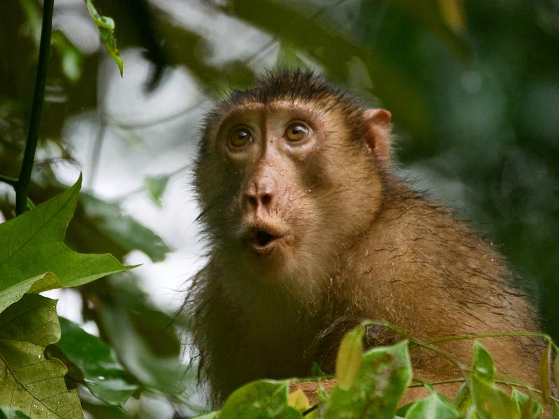 Pigtail macaque in a tree, Kinabatangan river, Sabah, Malaysia