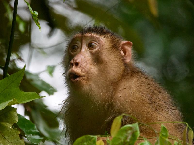 Pigtail macaque in a tree, Kinabatangan river, Sabah, Malaysia