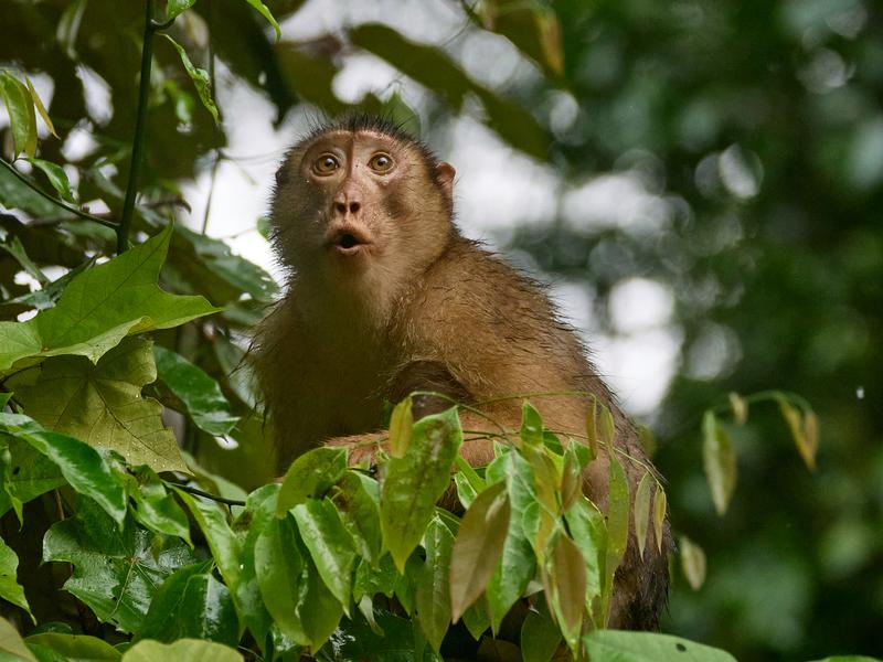 Pigtail macaque in a tree, Kinabatangan river, Sabah, Malaysia