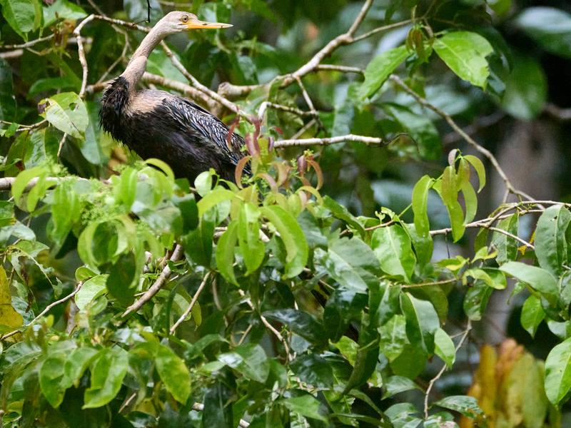 Oriental darter, Kinabatangan river, Sabah, Malaysia