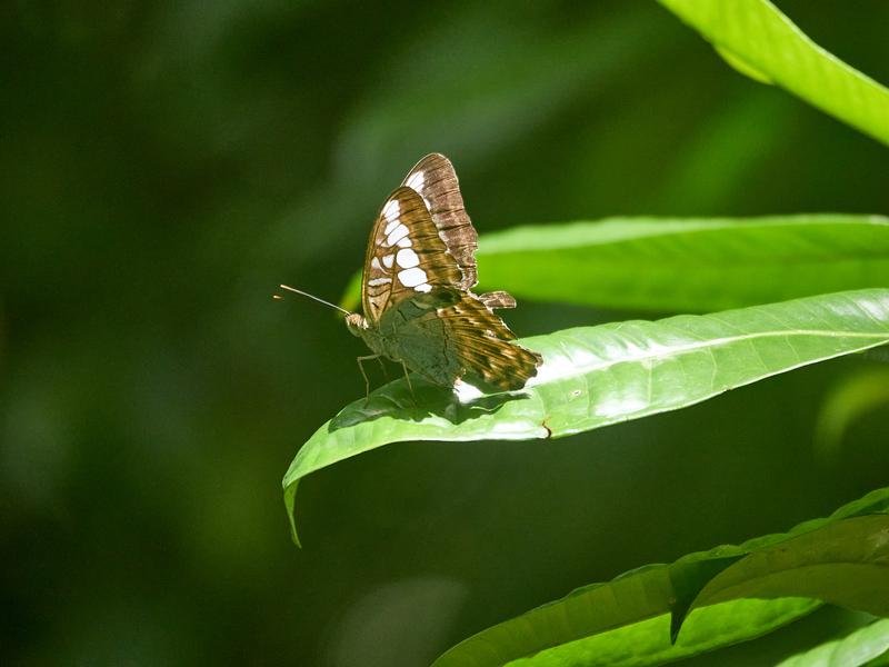 Parthenos sylvia, Kinabatangan river and Sukau Rainforest Lodge, Sabah, Malaysia