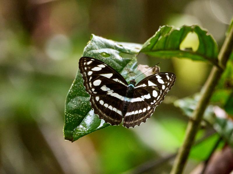 Neptis hylas varmona, Kinabatangan river and Sukau Rainforest Lodge, Sabah, Malaysia