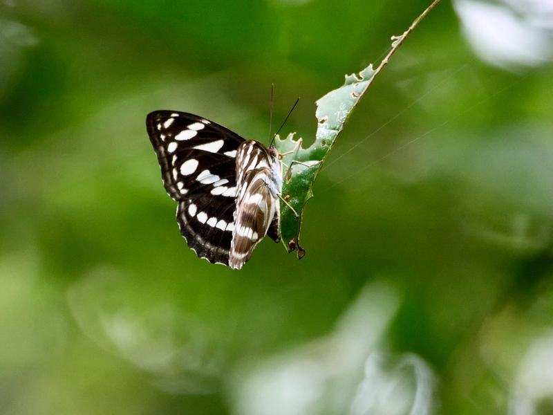 Neptis hylas varmona, Kinabatangan river and Sukau Rainforest Lodge, Sabah, Malaysia