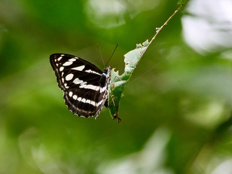 Neptis hylas varmona, Kinabatangan river and Sukau Rainforest Lodge, Sabah, Malaysia