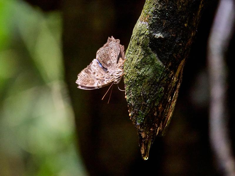 Chocolate pansy Junonia hedonia, Kinabatangan river and Sukau Rainforest Lodge, Sabah, Malaysia