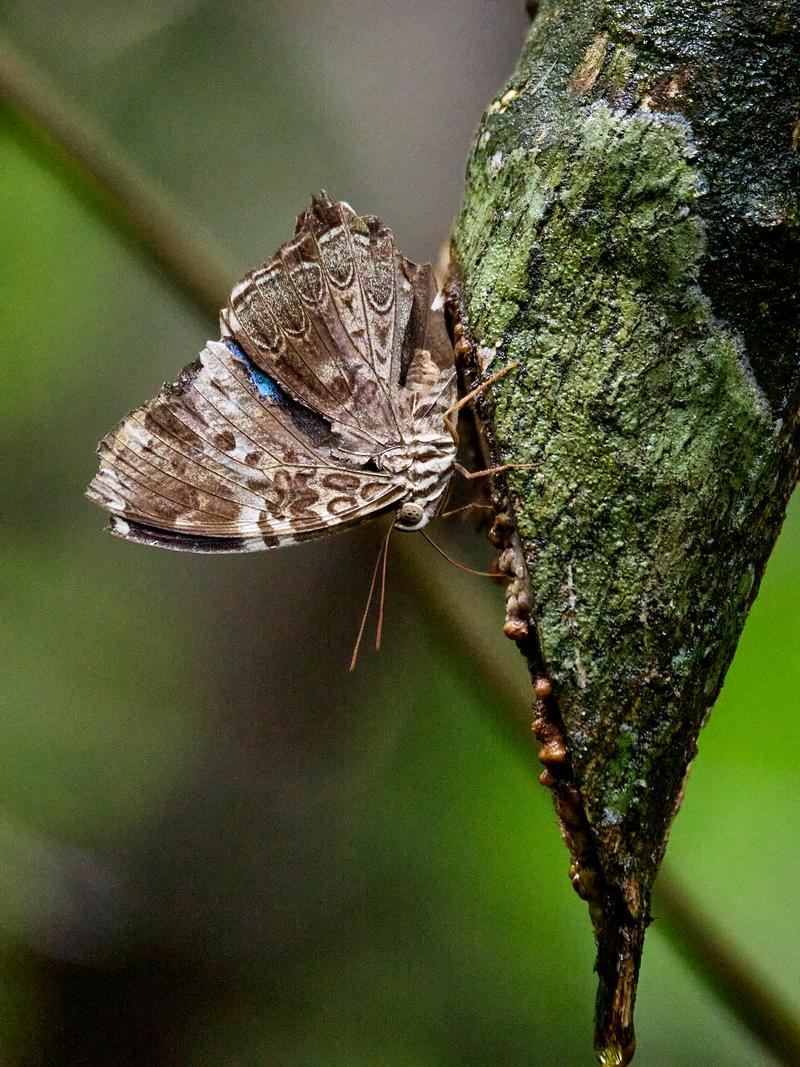 Chocolate pansy Junonia hedonia, Kinabatangan river and Sukau Rainforest Lodge, Sabah, Malaysia
