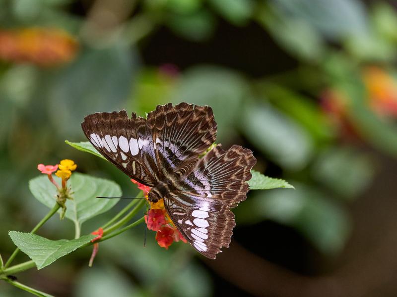 Parthenos Sylvia, Kinabatangan river and Sukau Rainforest Lodge, Sabah, Malaysia